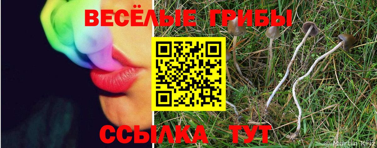 купить наркоту  Псилоцибиновые грибы Cubensis  Вход с VPN  Нальчик 